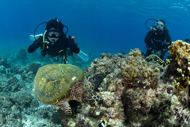 Muscat Diving Experience to Daymaniyat Islands - Tour Overview