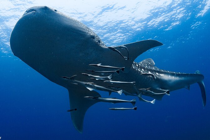 Muscat Scuba Diving Trip to Daymaniyat Islands - Reviews and Feedback