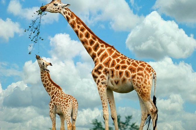 Nairobi Airport Layover: Tour Giraffe Center - Price and Booking