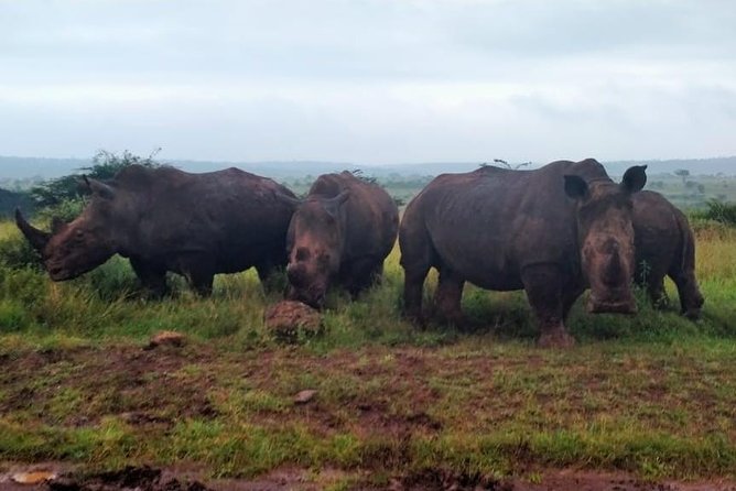 Nairobi City Excursions and Highligts Guided Tour With Free Pick and Droop off - What To Expect