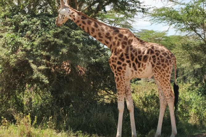 Nairobi National Park and Giraffe Centre Guided Safari Tour - Booking and Cancellation Policies