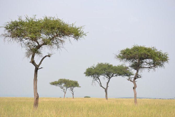Nairobi National Park Game Drive - Start Time