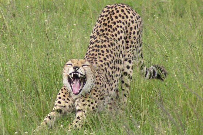 Nairobi National Park, Giraffe Center & Karen Blixen Museum - Customer Reviews