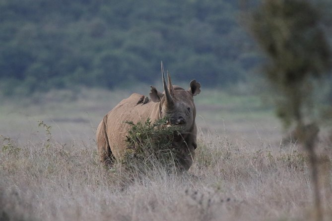 Nairobi National Park Guided Tour - Inclusions