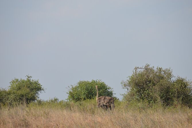 Nairobi National Park Half Day Tour - Pickup Option