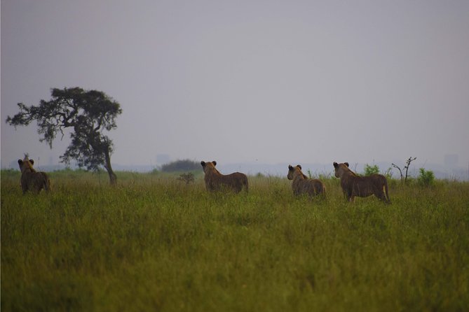 Nairobi National Park,Giraffe Centre, Karen Blixen Museum. - Directions