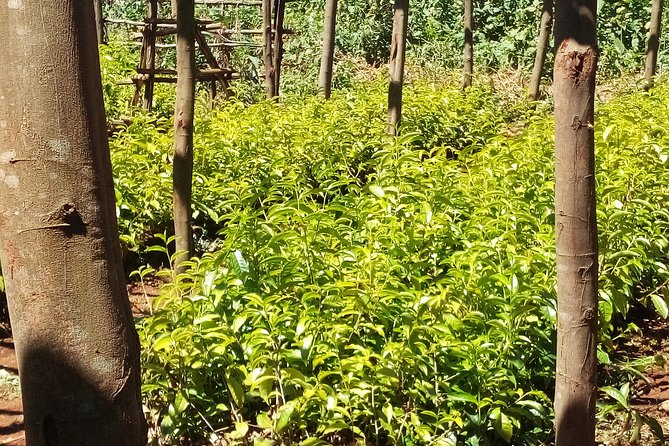 Nairobi to Kiambethu Tea Farm Tour - Directions
