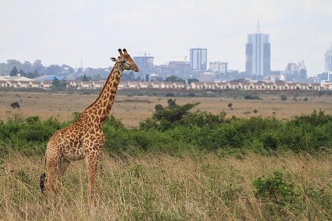 Nairobinational Park, Giraffe Center , Elephant and Blixen Museum - Practical Information and Tips
