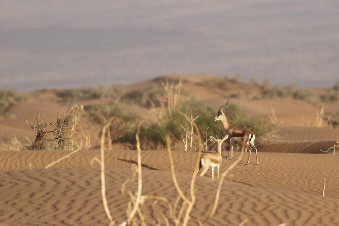 National Park Privat Safari Tour From Agadir and Taghazout - Frequently Asked Questions