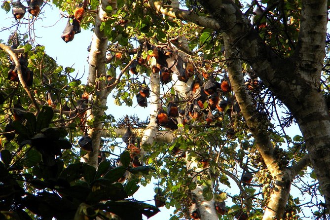 Ngezi Forest Tour - The Sum Up