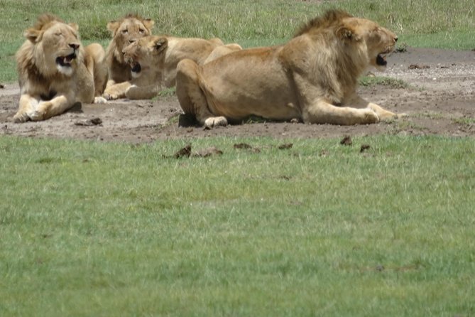 Ngorongoro Crater Day Tour - What to Expect