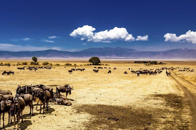 Ngorongoro Crater Day Trip - Booking Process and Pricing Details