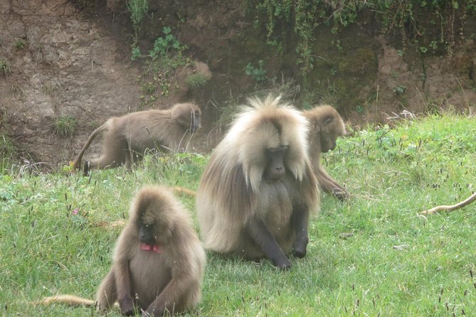 Northern Ethiopia Budget Tours , 10 Days - Transportation Details