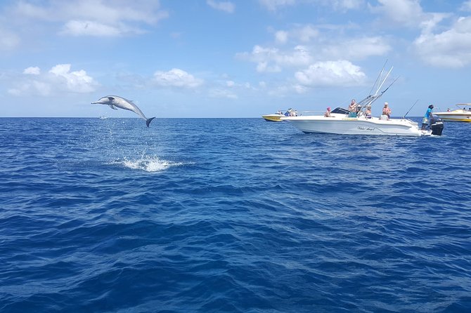 Ocean Swim With Dolphins - Reviews and Ratings