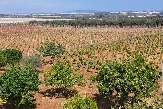 Oil, Wine and Cooking Class Activity in Sicily - Cancellation Policy Details