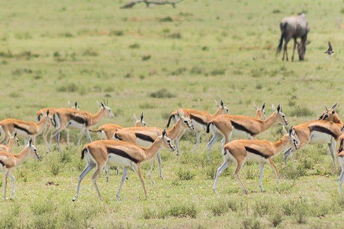 Olpejeta, Lake Naivasha, Masai Mara 5 Days Private Kenya Jeep Tour - Frequently Asked Questions