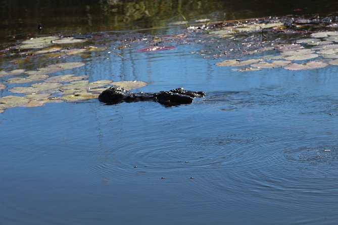 One Day Okavango Delta Boat Safari - Directions and Exploration