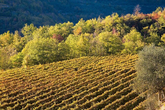 Organic Family Winery Experience in Liguria - Inclusions