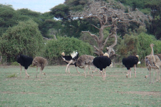 Over Night -Amboseli National Park From Nairobi With Free Pick up - How to Reach Amboseli National Park