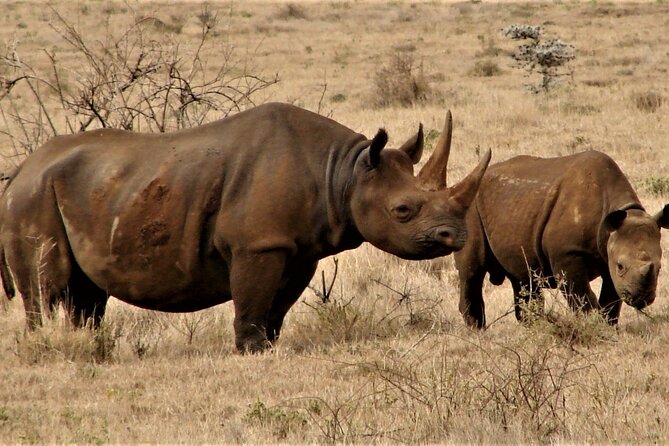 Overnight Tour to Tsavo East National Park From Mombasa - The Sum Up