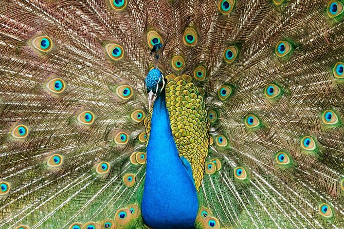 Pafos Zoo Visit & Blue Lagoon Cruise With Local Guide Limassol - Frequently Asked Questions