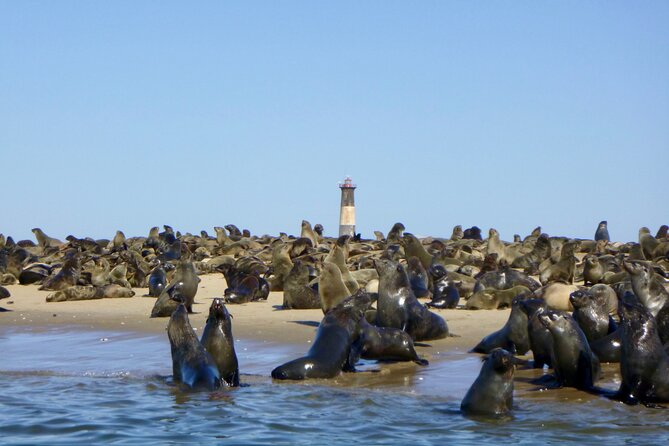 Pelican Point Kayaking Half-Day Tour - Frequently Asked Questions