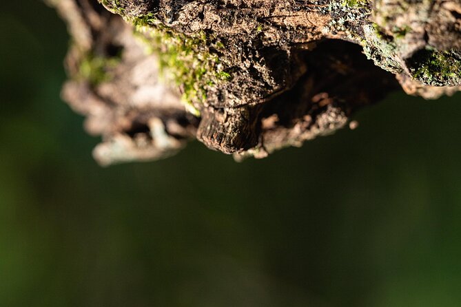 Photo Tour of Macro-Photography - Lake Garda - Directions to Meeting Point