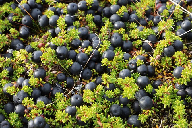Picking Wild Berries and Making Your Own Jam in Iceland - Activities: Start With Jam and Crackers