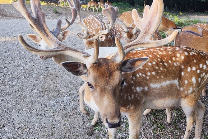 Plitvice Lakes and Deer Valley From Zagreb - Booking and Flexibility
