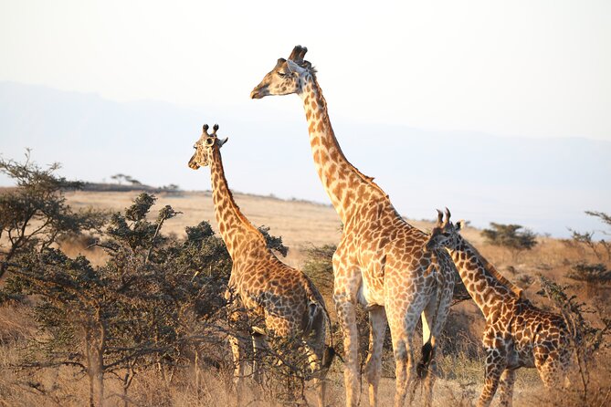 Private 2 Days Safari to Tarangire and Ngorongoro - Booking Process