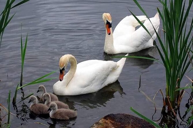 Private 3-Day Tour Danube Delta Birdwaching and Safari Experience From Bucharest - Pricing and Booking Details