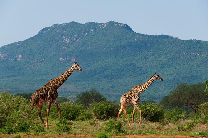 Private 3-Day Tsavo Safari From Mombasa - Additional Information for Travelers