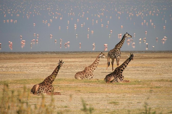 Private 5 Days Mount Kenya, Lake Nakuru & Masai Mara Wildlife Safari - Pickup Logistics
