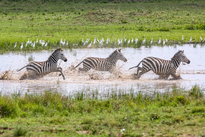 Private 5-Days Serengeti Trails With Kojuu Safaris - Additional Information and Recommendations