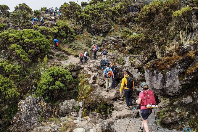 Private 8 Days Guided Tour Visit to Kiliminjaro Lemosho Route - Reviews and Ratings
