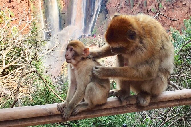 Private Day Tour: Ouzoud Waterfalls & Middle Atlas From Marrakech - Inclusions