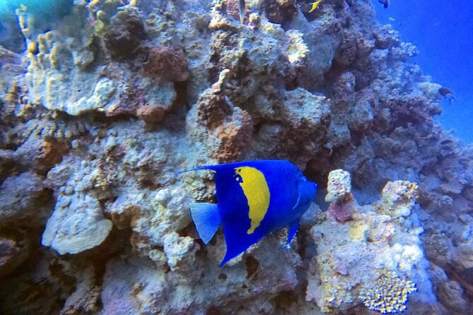 Private Diving Experience in The Heart of Red Sea in Aqaba - Frequently Asked Questions