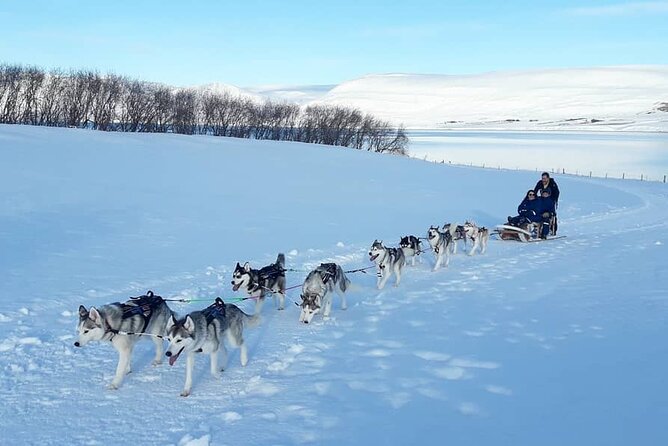 Private Dog Sledding in Akureyri - Pickup and Meeting Options