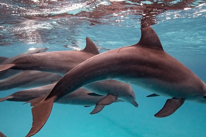 Private Dolphin Tour; Jozani Forest; Paje Beach; Kuza Cave & The Rock Restaurant - Confirmation Process