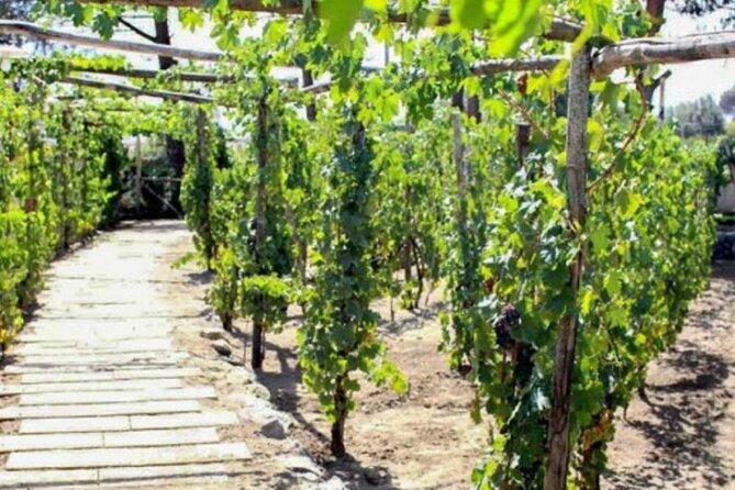 Private Full Day Tour Pompei Ercolano and Winery - Booking Information