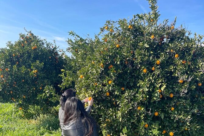 Private Full Day Tour to Nemea Wineries From Attica - Cancellation Policy