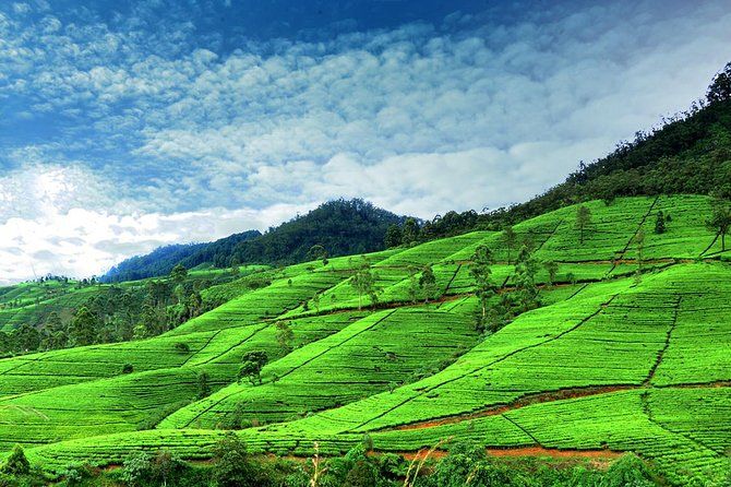 Private Full Day Tour to Nuwara Eliya From Kandy - What To Expect