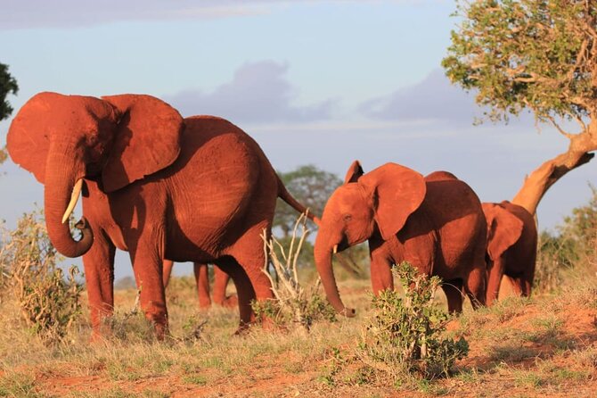 Private Full Day Tour to Tsavo East National Park - Reviews Overview