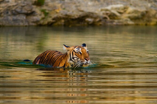 Private Guided Full-Day Ranthambore National Park Tour From Jaipur - Tour Highlights