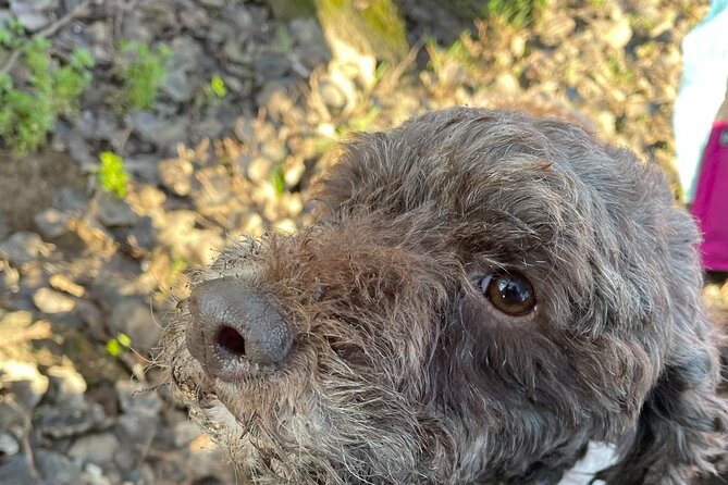 Private Guided Truffle Hunting Tour in Serbia With Brunch - Pickup Information