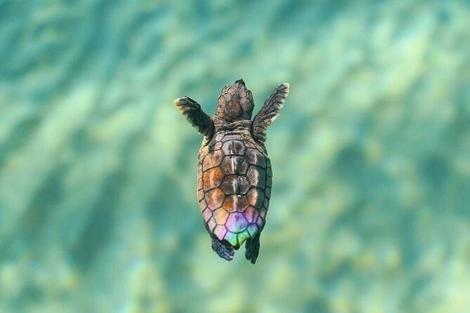 Private Guided Turtle Tour in Boa Vista - Reviews