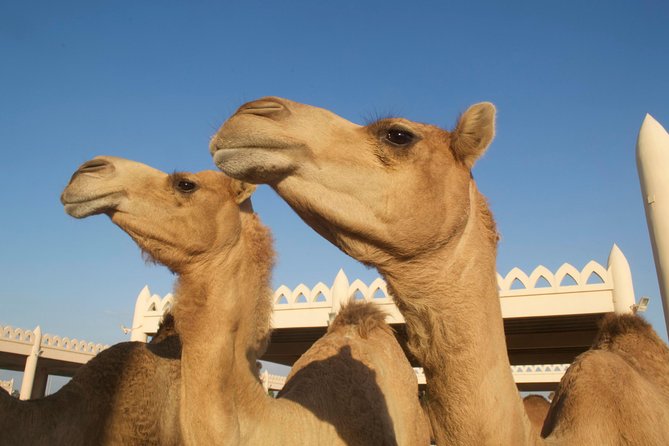 Best Historical Tours In Manama