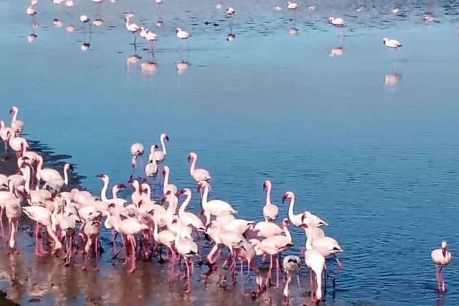 Private Half Day Coast Tour of Walvis Bay and Swakopmund City - Tour Highlights