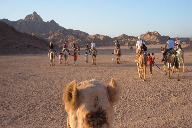 Private Half Day Night Camel Ride in Marsa Alam - Additional Info on Accessibility and Group Size