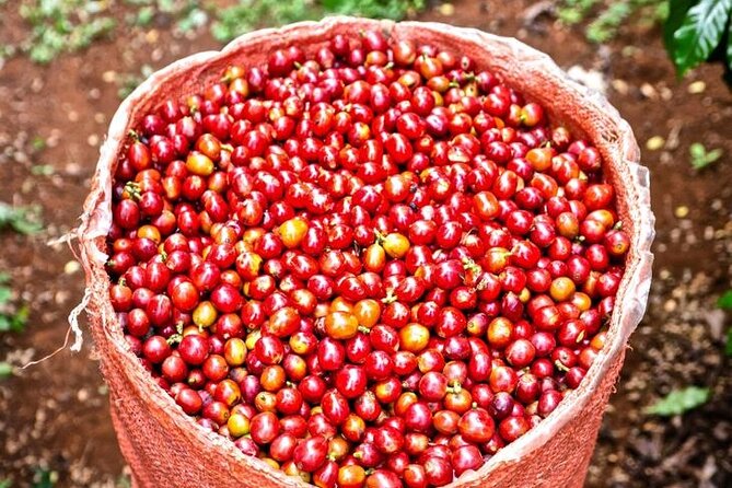 Private Half-Day Tour in Fairview Coffee Farm From Nairobi - Cancellation Policy